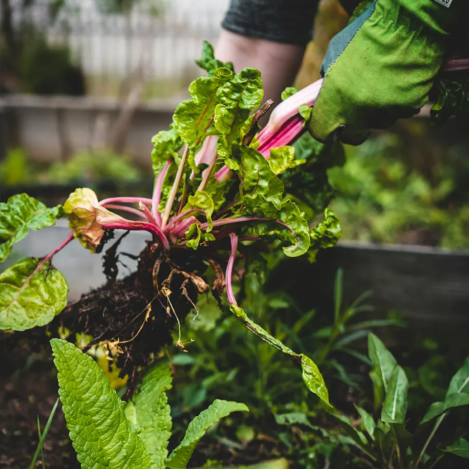 How Terra Sayan Grows Its Own Food and Rituals